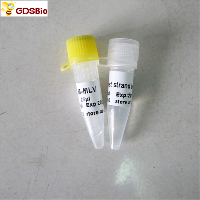 PCR R1041/R1042 Rt реагентов PCR Transcriptase обратного M-Mlv