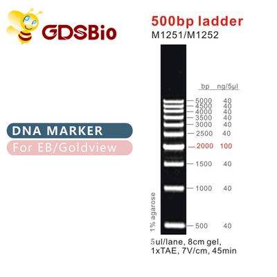 Классическая лестница M1251/M1252 лестниц &amp; отметок 500bp ДНК