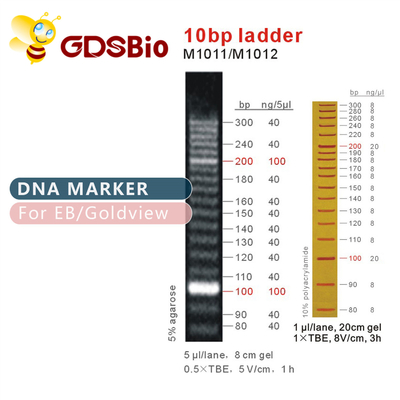 отметка M1011 ДНК лестницы 10bp (50μg) /M1012 (50μg×5)