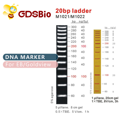 Электрофорез геля лестницы отметки ДНК реагентов 20bp особой чистоты