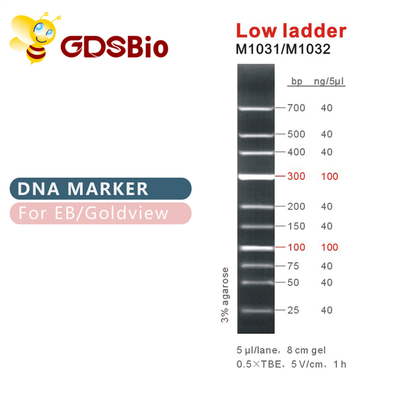 Низкая отметка M1031 ДНК лестницы (50μg) /M1032 (50μg×5)
