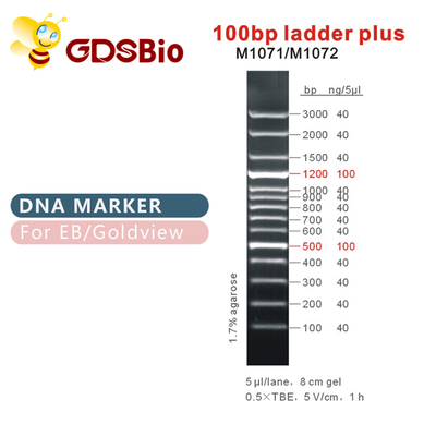 лестница 100bp плюс отметка M1071 ДНК (50μg) /M1072 (50μg×5)