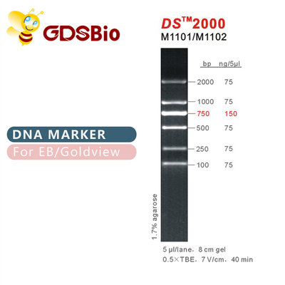 Лестница 2000 отметки ДНК DS M1101 (50μg) /M1012 (50μg×5)