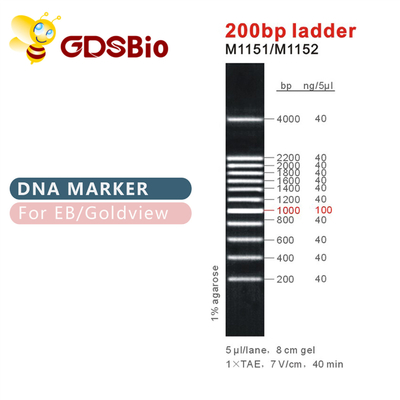 отметка M1151 ДНК лестницы 200bp (50μg) /M1152 (5×50μg)