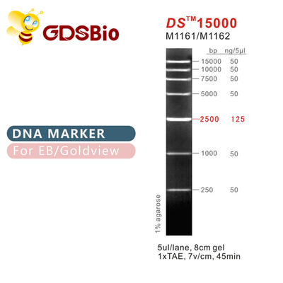 Лестница M1161 отметки ДНК DS15000 (50μg) /M1162 (5×50μg)