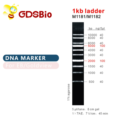 1kb электрофорез геля лестницы отметки ДНК лестницы 1000bp