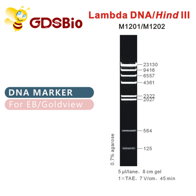 λDNA/задняяⅢ лестница M1201 отметки ДНК (50μg) /M1202 (5×50μg)