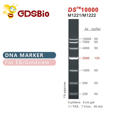 Лестница M1221 отметки ДНК DS10000 (50μg) /M1222 (5×50μg)