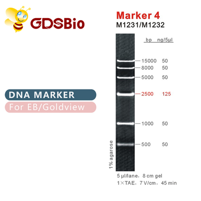 Лестница M1231 ДНК отметки 4 (50μg) /M1232 (5×50μg)