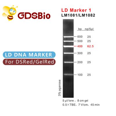 Голубой электрофорез отметки ДНК отметки 1 LD возникновения