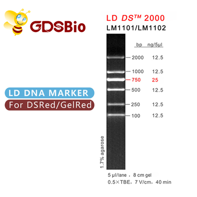 Электрофорез 2000 геля отметки ДНК LD DS реагентов особой чистоты 60 приготовлений уроков