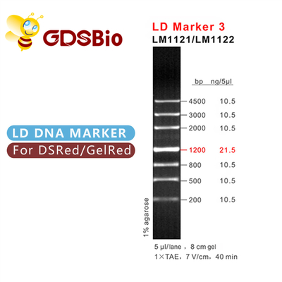Электрофорез лестницы ДНК отметки 3 LD 60 реагентов особой чистоты приготовлений уроков