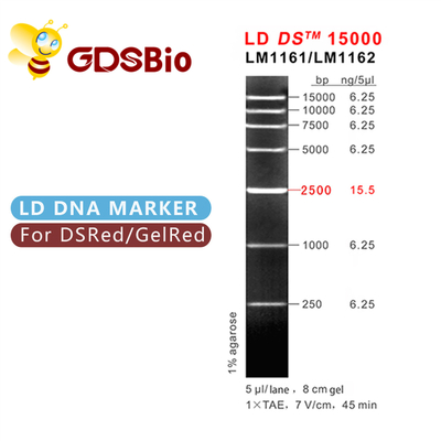 Лестница LM1161 отметки ДНК LD DS 15000bp 15kb (50 приготовлений уроков) /LM1162 (50 preps×5)