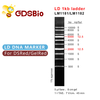 Отметка LM1181 ДНК лестницы 1000bp LD 1kb (50 приготовлений уроков) /LM1182 (50 preps×5)