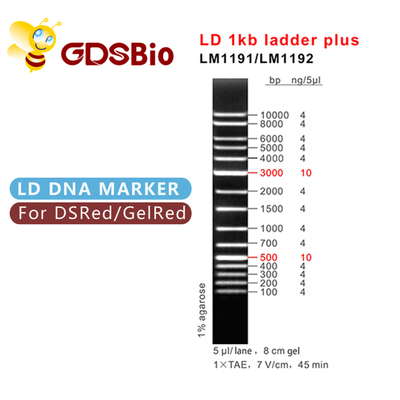 электрофорез отметки ДНК 1000bp, электрофорез геля 1 лестница ДНК кб