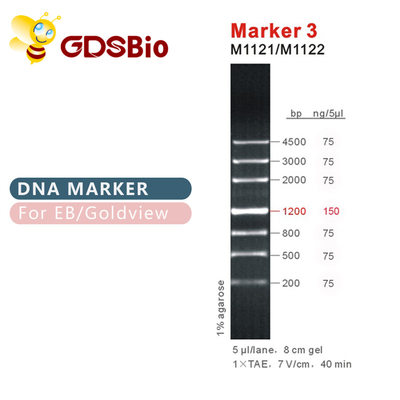 Возникновение электрофореза геля отметки ДНК отметки 3 GDSBio голубое