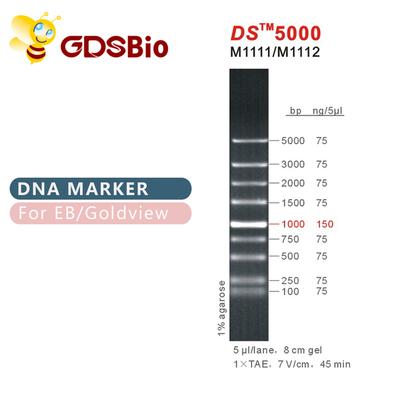 отметка электрофореза ДНК 1000bp DS 5000, лестница ДНК для геля РИБОНУКЛЕИНОВОЙ КИСЛОТЫ
