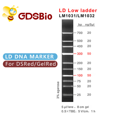 электрофорез отметки ДНК лестницы 100bp 300bp LD низкий