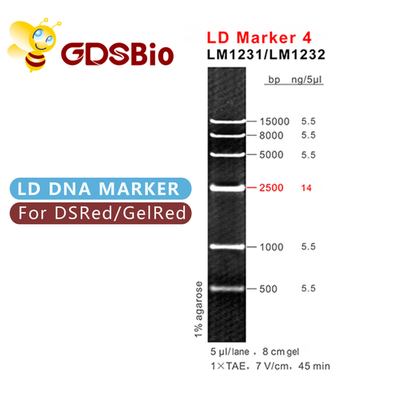 Отметка 4 LD электрофореза геля 50 отметок размера ДНК GDSBio приготовлений уроков