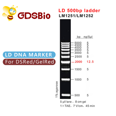 электрофорез геля лестницы ДНК 500bp LD 60 приготовлений уроков