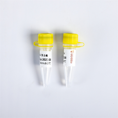 Полимераза ДНК Exonuclease Bst смешивания PCR P1113 мастерская минус 8000 U/mL